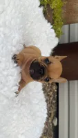 Red Fawn, a male French Bulldog for sale in Springfield, IL – 3 of 6