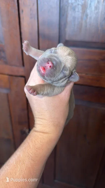 Lilac Fawn  – French Bulldog puppy for sale in Springfield, IL