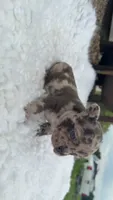 Chocolate Merle, a male French Bulldog for sale in Springfield, IL – 4 of 7