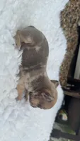 Blue fawn Merle , a male French Bulldog for sale in Springfield, IL – 5 of 5