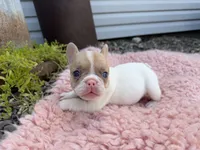 Fawn Pied Merle, a female French Bulldog for sale in Springfield, IL – 7 of 7