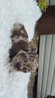 Chocolate Merle, a male French Bulldog for sale in Springfield, IL – 5 of 7