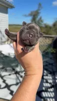 Blue Brindle , a female French Bulldog for sale in Springfield, IL – 4 of 5