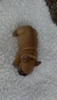 Red Fawn, a male French Bulldog for sale in Springfield, IL – 4 of 6