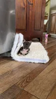 Chocolate& tan , a male French Bulldog for sale in Springfield, IL – 5 of 8