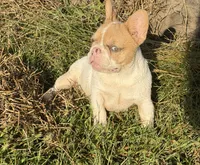 Fawn Pied Merle, a female French Bulldog for sale in Springfield, IL – 3 of 9