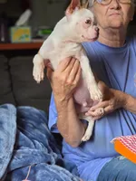 Jasper, a male Boston Terrier for sale in Rocky Mount, VA – 4 of 4