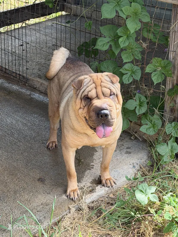 Sampson – Chinese Shar-Pei puppy for sale in Rocky Mount, VA