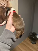 Rusty, a male Boston Terrier for sale in Rocky Mount, VA – 3 of 6