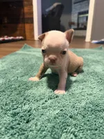 Buck, a male Boston Terrier for sale in Rocky Mount, VA – 4 of 4