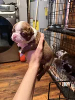 Rusty, a male Boston Terrier for sale in Rocky Mount, VA – 4 of 4