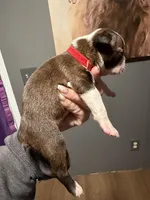 Rusty, a male Boston Terrier for sale in Rocky Mount, VA – 2 of 6