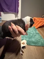 Lilly, a female Boston Terrier for sale in Rocky Mount, VA – 2 of 3