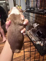 Rusty, a male Boston Terrier for sale in Rocky Mount, VA – 2 of 4