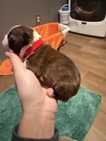 Risty, a male Boston Terrier for sale in Rocky Mount, VA – 3 of 3
