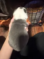 Blue, a male Boston Terrier for sale in Rocky Mount, VA – 2 of 4