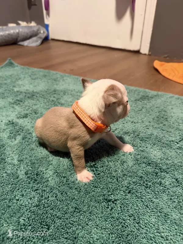 Buck – Boston Terrier puppy for sale in Rocky Mount, VA