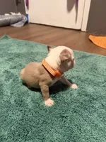 Buck, a male Boston Terrier for sale in Rocky Mount, VA – 1 of 4