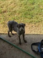 Highland, a female Australian Cattle Dog for sale in Rocky Mount, VA – 2 of 2