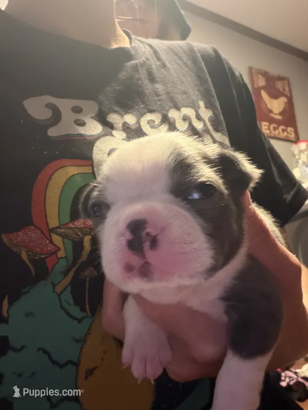 Blue – Boston Terrier puppy for sale in Rocky Mount, VA