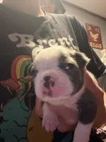 Blue, a male Boston Terrier for sale in Rocky Mount, VA – 1 of 4