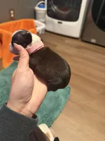 Daisy, a female Boston Terrier for sale in Rocky Mount, VA – 3 of 3