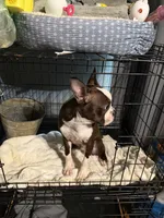 Tank, a male Boston Terrier for sale in Rocky Mount, VA – 2 of 3
