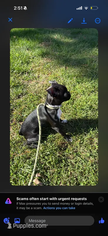 Bella – Bugg puppy for sale in Rocky Mount, VA