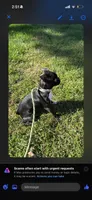 Bella, a female Bugg for sale in Rocky Mount, VA – 1 of 2