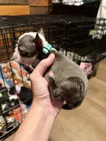 Jake, a male Boston Terrier for sale in Rocky Mount, VA – 2 of 3