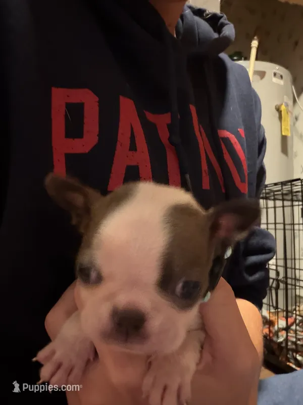 Jake – Boston Terrier puppy for sale in Rocky Mount, VA