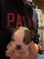 Jake, a male Boston Terrier for sale in Rocky Mount, VA – 1 of 3