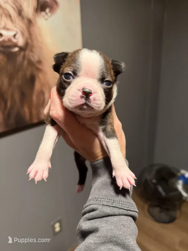Risty – Boston Terrier puppy for sale in Rocky Mount, VA