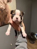 Rusty, a male Boston Terrier for sale in Rocky Mount, VA – 1 of 6