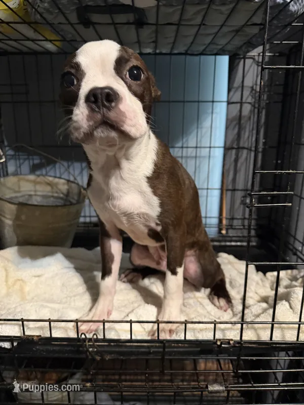 Tank – Boston Terrier puppy for sale in Rocky Mount, VA