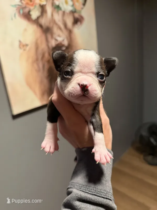 Appolo – Boston Terrier puppy for sale in Rocky Mount, VA