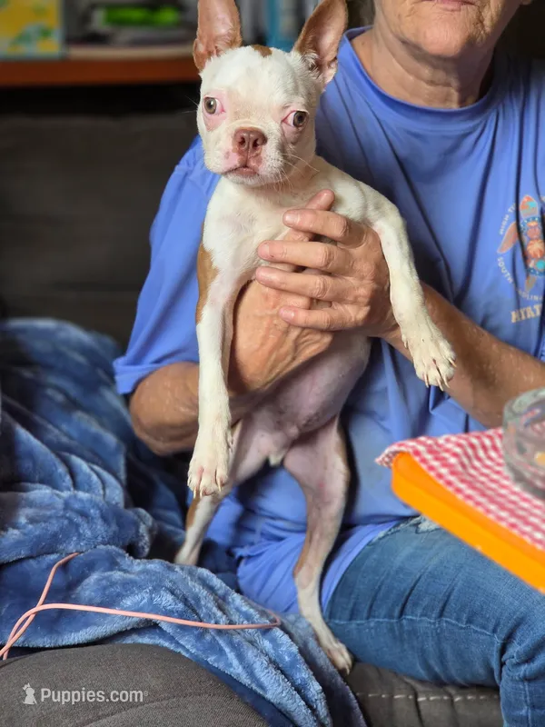 Jasper – Boston Terrier puppy for sale in Rocky Mount, VA