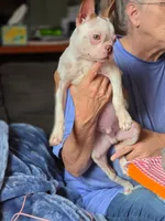 Jasper, a male Boston Terrier for sale in Rocky Mount, VA – 2 of 4