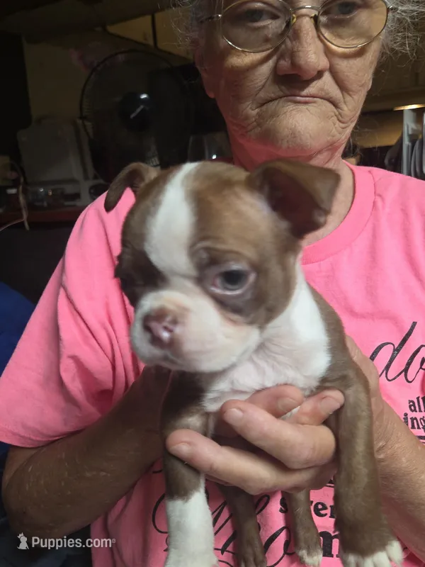 Rusty – Boston Terrier puppy for sale in Rocky Mount, VA