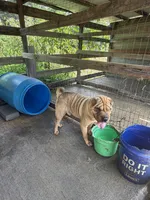 Sampson, a male Chinese Shar-Pei for sale in Rocky Mount, VA – 2 of 2