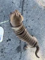 Mocha, a female Chinese Shar-Pei for sale in Rocky Mount, VA – 2 of 2