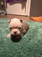 Blu, a male Boston Terrier for sale in Rocky Mount, VA – 2 of 3