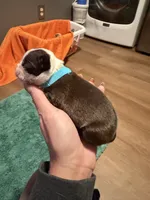 Appolo, a male Boston Terrier for sale in Rocky Mount, VA – 2 of 3
