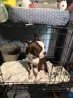 Tank, a male Boston Terrier for sale in Rocky Mount, VA – 3 of 3