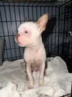 Jasper, a male Boston Terrier for sale in Rocky Mount, VA – 5 of 6