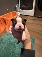 Risty, a male Boston Terrier for sale in Rocky Mount, VA – 1 of 3