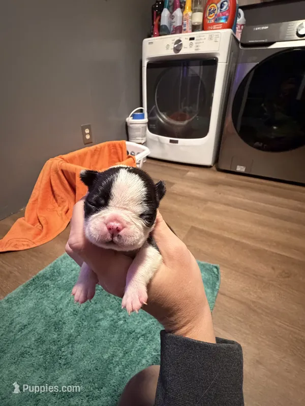 Creed – Boston Terrier puppy for sale in Rocky Mount, VA