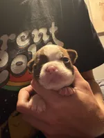 Rusty, a male Boston Terrier for sale in Rocky Mount, VA – 1 of 4