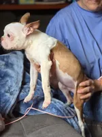 Jasper, a male Boston Terrier for sale in Rocky Mount, VA – 3 of 4