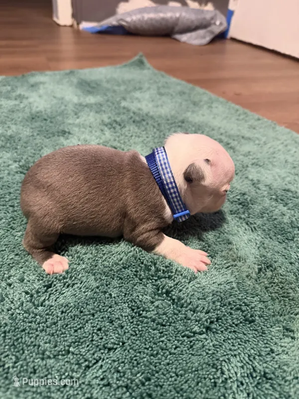 Blu – Boston Terrier puppy for sale in Rocky Mount, VA